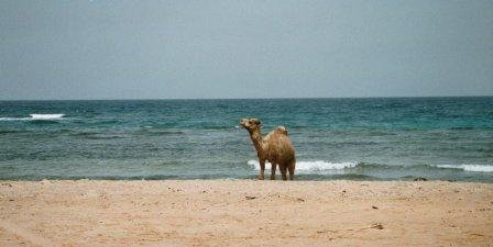Kamel am Strand Kamel am Strand