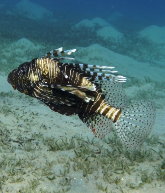 Foto: Feuerfisch. Text: Es gibt eine andere Art, die Welt zu betrachten (Übung 33 aus Ein Kurs in Wundern) Foto: Feuerfisch. Text: Es gibt eine andere Art, die Welt zu betrachten (Übung 33 aus Ein Kurs in Wundern)