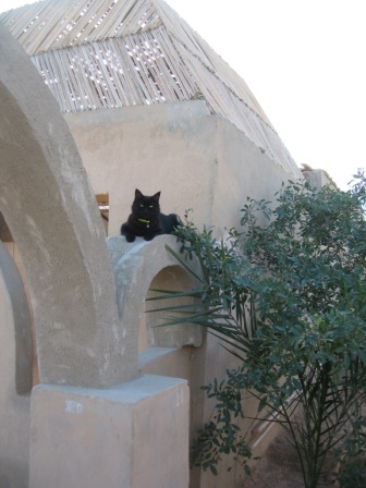 Foto: Schwarzer Kater. Text: Dieser Augenblick ist die einzige Zeit, die es gibt (Übung 308 aus Ein Kurs in Wundern)