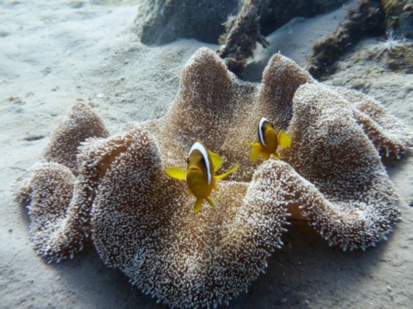 Rotmeer-Anemonenfische auf Wirtsanemone Rotmeer-Anemonenfische auf Wirtsanemone