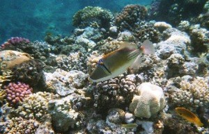 Arabischer Picasso-Drückerfisch im Korallenriff Arabischer Picasso-Drückerfisch im Korallenriff