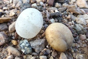Kiesel und Granit Kiesel und Granit